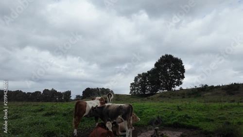 Brown and white cows grazing on a green pasture against a cloudy sky in a rural landscape during a calm day on the farm.