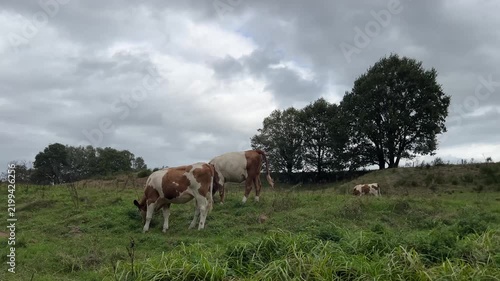 Brown and white cows grazing on a green pasture against a cloudy sky in a rural landscape during a calm day on the farm.