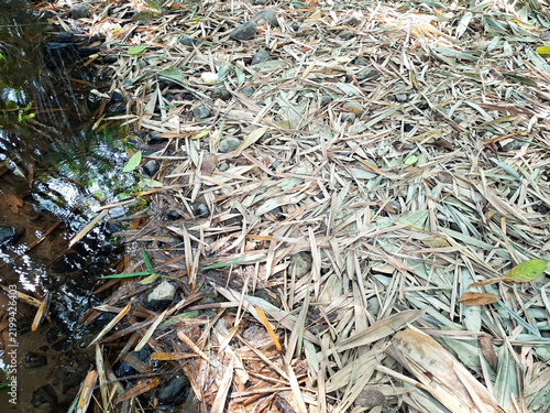 Dry bamboo leaves on forest river bank background for natural landscape concept.