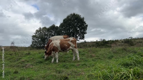 Brown and white cows grazing on a green pasture against a cloudy sky in a rural landscape during a calm day on the farm.