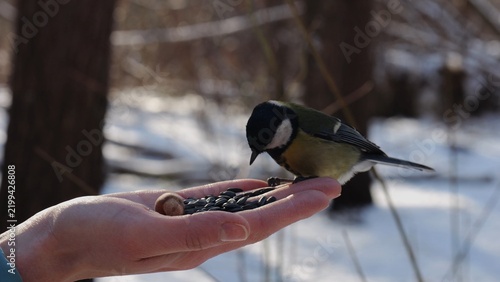 Cuadro en lienzo Woman feeding cute tit bird to sunflower seeds at snowy woodland