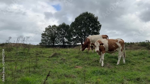 Brown and white cows grazing on a green pasture against a cloudy sky in a rural landscape during a calm day on the farm.
