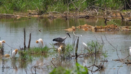 Asian openbill stork flapping wings and walking through shallow water in a sunny wetland pond with cattle egrets standing around in natural habitat.