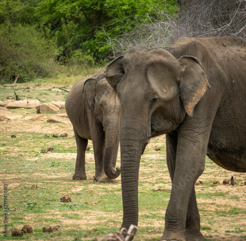 Obraz na płótnie Sri Lankan Elephant Family Walking Through Dry Zone Scrubland in Sri Lanka