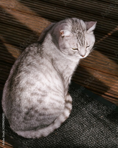 Katze sitzt in der Sonne auf Terrasse