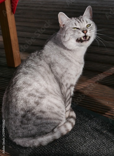 Britische Kurzhaarkatze sitzt auf Terrasse und gähnt