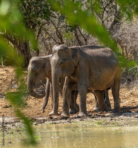 Fotografía Sri Lankan Elephant Pair Drinking at a Forest Waterhole in Dry Zone Sri Lanka