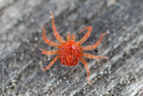A tiny red whirligig mite (Anystis sp) 