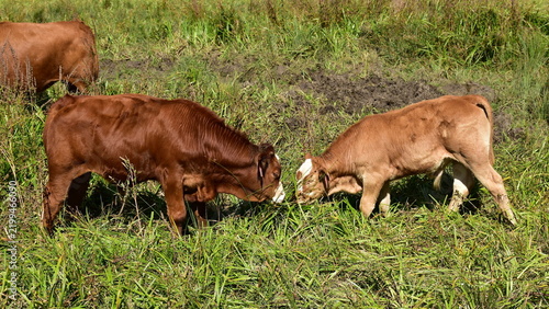 czech piebald cattle,here cow with its calf,Czech republic
