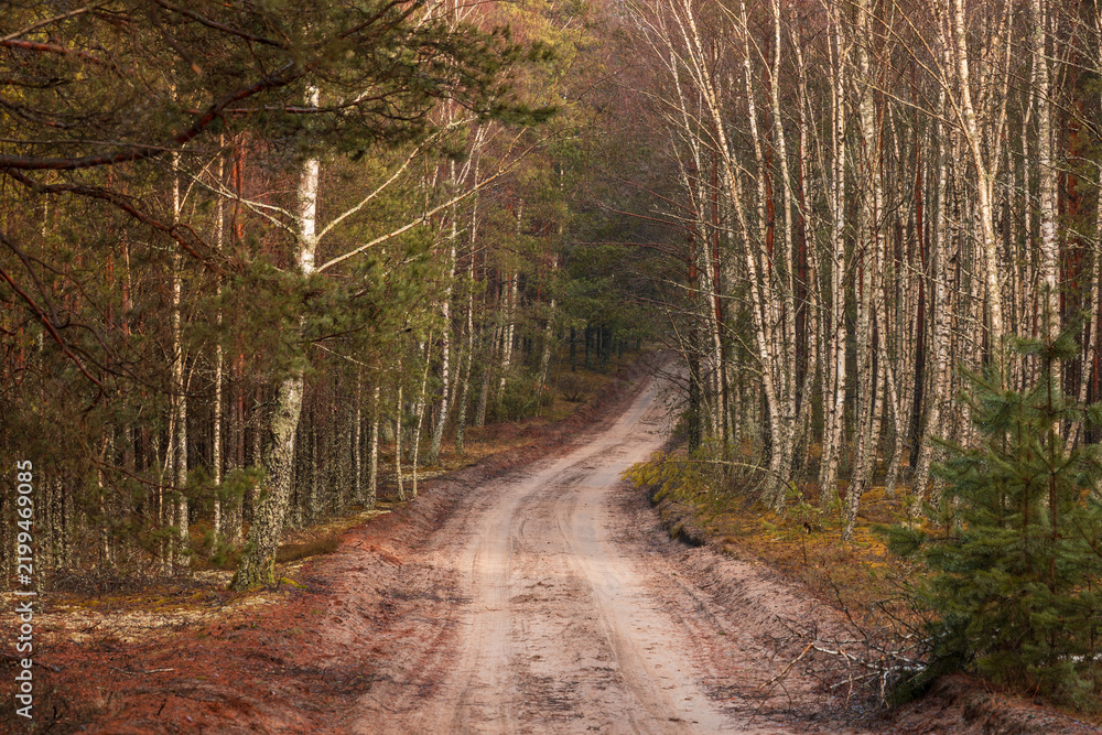 Obraz premium Winding forest road with birch and pine trees, Kashubia, Poland