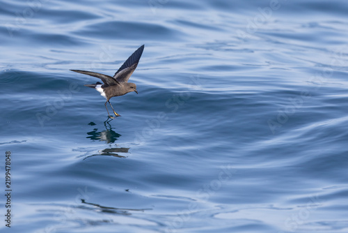 Wilson's storm petrel (Oceanites oceanicus) in flight at sea.