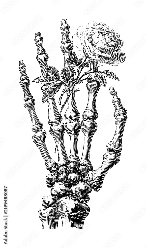 Obraz premium PNG Vintage skeletal hand holding a rose botanical engraving