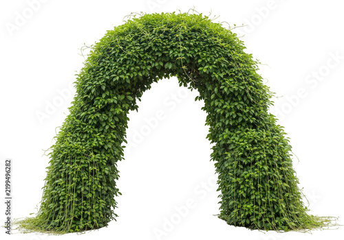 Green ivy archway with dense foliage stands on transparent background verdant greenery