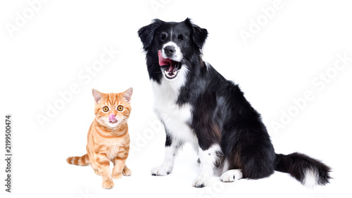 Cute Border Collie and kitten Scottish Straight licking itself sitting together isolated on white background