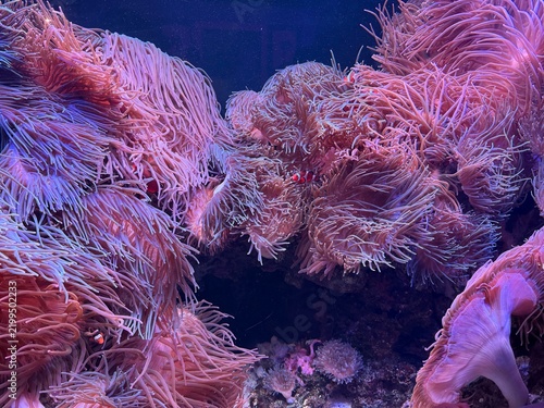 Obraz na plátně Beautiful sea anemone and fishes