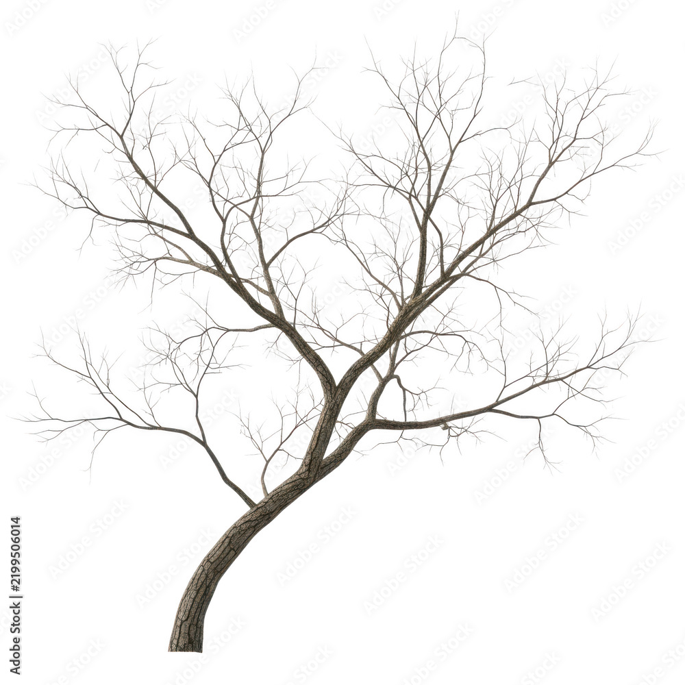 Fototapeta premium Leafless tree branches