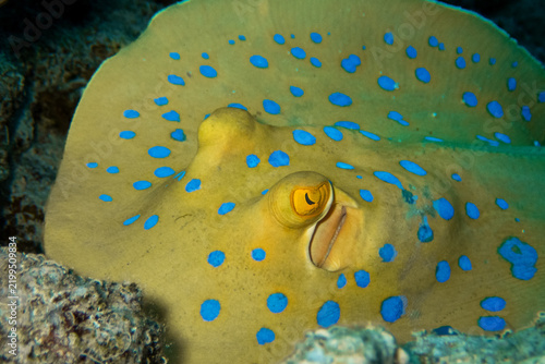 Konstfotografi Blue-spotted stingray looking straight into the camera