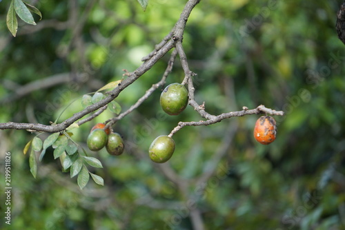 Green and orange jocote fruits growing on a leafy branch