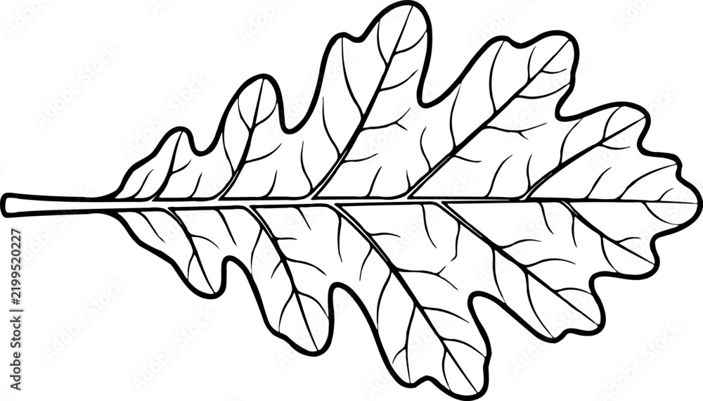Fototapeta premium Black and white outline illustration of a single large oak leaf with detailed veins, isolated on white.