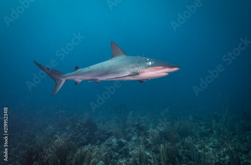 Caribbean Reef Shark in Belize 1