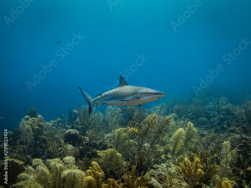 Caribbean Reef Shark in Belize 2