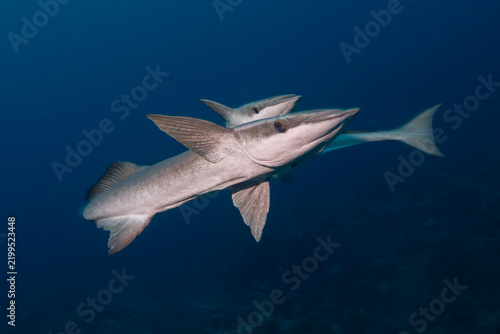 Remoras in Belize