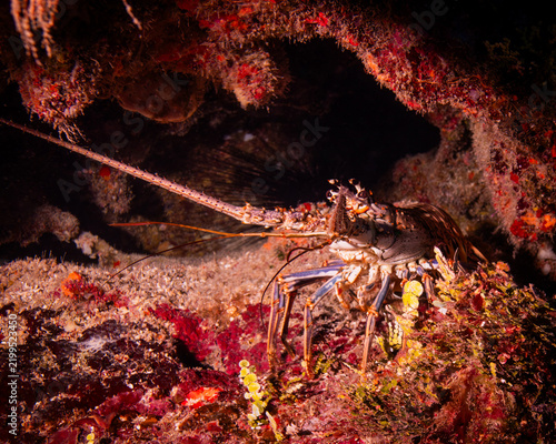 Spiny Lobster in Belize