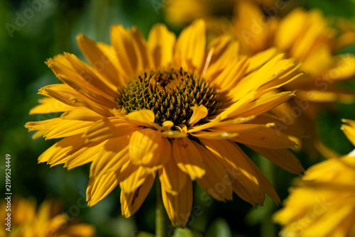 Golden black-eyed Susan flowers overlap in warm garden light