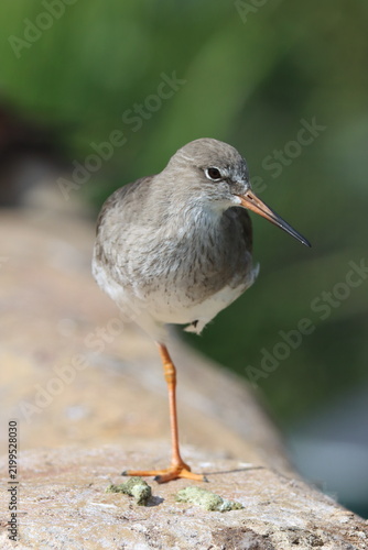 Redshank (tringa totanus) common wading bird on one leg