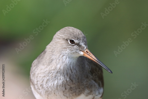 Redshank (Tringa totanus) common british wading bird