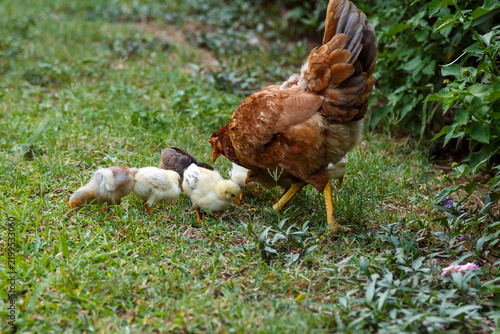 Obraz na plátně A brooding hen takes care of her chicks