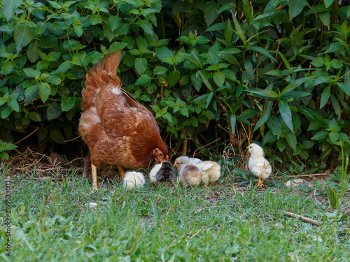 Obraz na plátně A domestic brooding hen with chicks on the lawn
