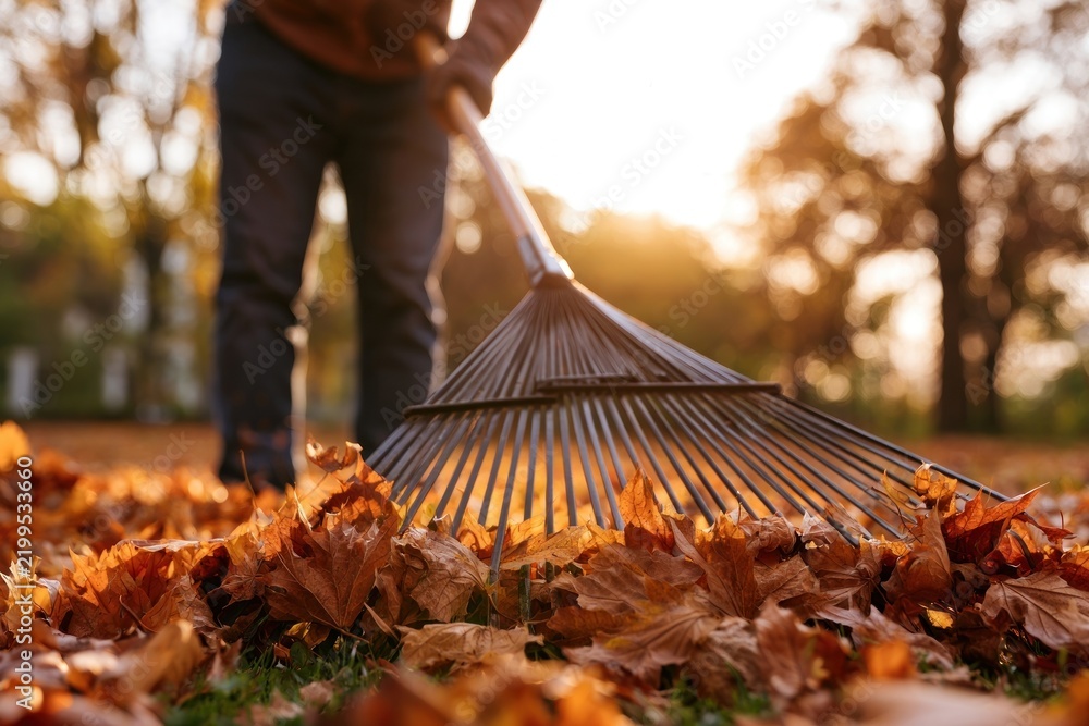 Obraz premium Raking autumn leaves in a sunny backyard garden