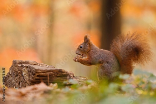 A cute european red squirrel in autumn.  Sciurus vulgaris. A cute european red squirrel sits on the ground and eats a nut. 