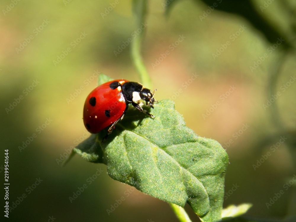 Fototapeta premium red ladybug on a plant