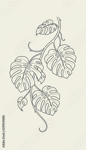 Airy monstera vine with tendrils curling in the breeze, light lines on a pale mint background