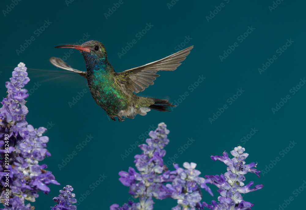 Fototapeta premium Broad-tailed hummingbird in flight