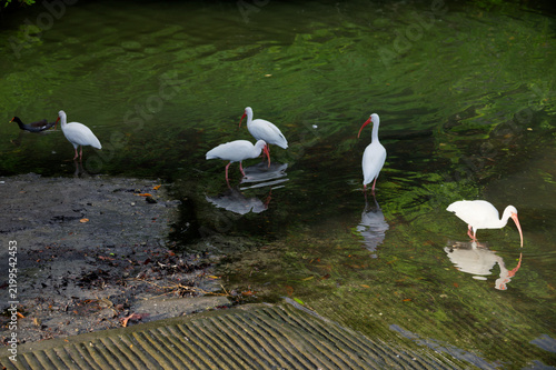 Cuadro en lienzo A peaceful group of white ibis wading through shallow green water near a muddy shoreline, showing clear reflections and natural wetland habitat with subtle textures and wildlife activity