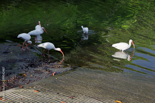 Cuadro en lienzo A peaceful group of white ibis wading through shallow green water near a muddy shoreline, showing clear reflections and natural wetland habitat with subtle textures and wildlife activity