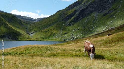 Fotografie Vaca pastando junto al lago Verney en los Alpes italianos
