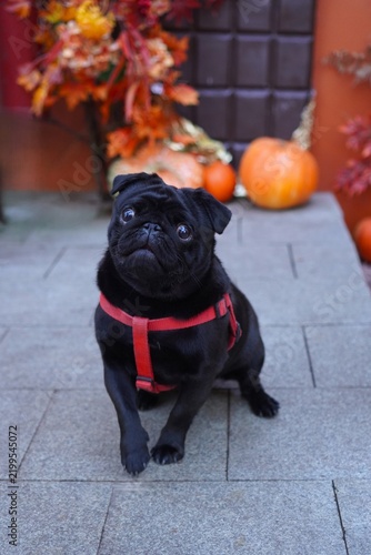 Cute black pug dog in red harness sitting near pumpkins and autumn leaves on orange background. Pet care, harvest festival and Halloween concept. Seasonal autumn walk with adorable pet.