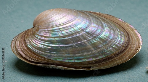 Iridescent mollusc shell rests on blue textured surface. Closed bivalve displays subtle color shifts. Macro shot shows intricate outer layers. Represents ocean life and delicacy.