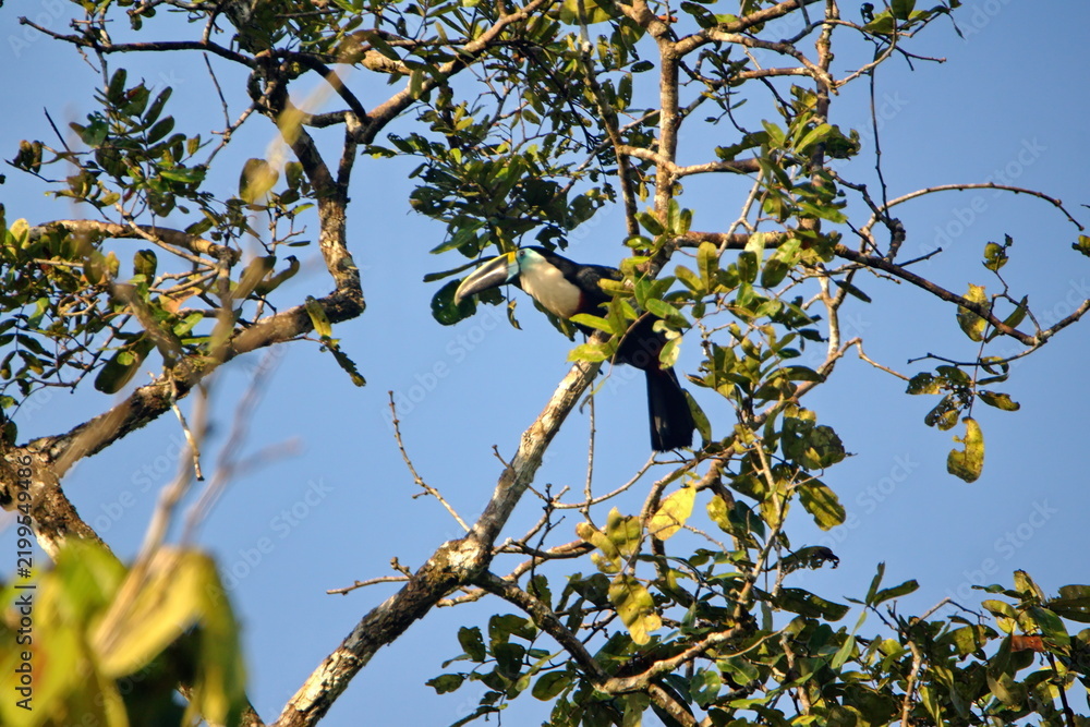 Fototapeta premium White-throated toucan (Ramphastos tucanus) perched in a tree in the Cuyabeno Wildlife Reserve, outside of Lago Agrio, Ecuador