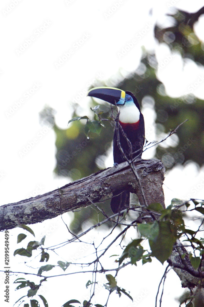 Fototapeta premium White-throated toucan (Ramphastos tucanus) perched in a tree in the Cuyabeno Wildlife Reserve, outside of Lago Agrio, Ecuador