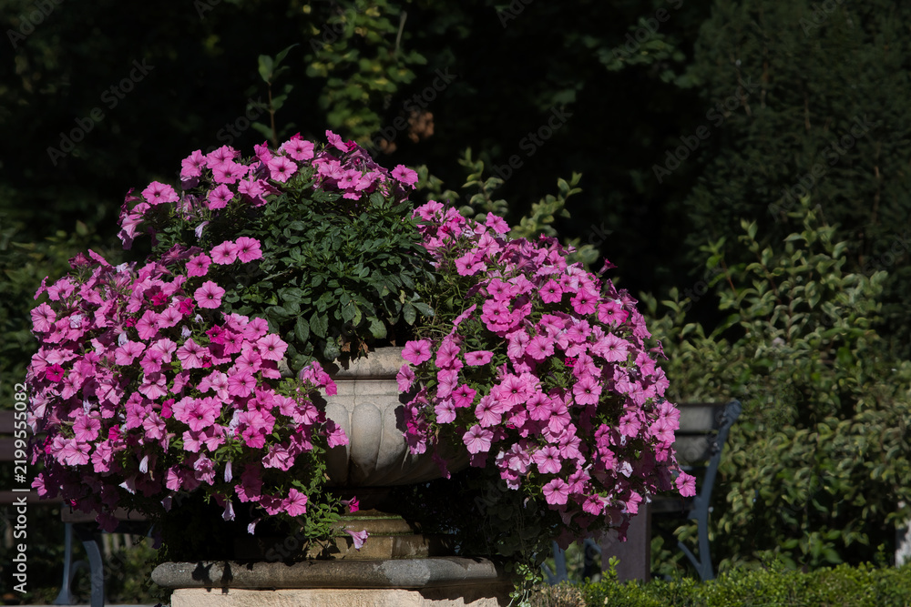 Fototapeta premium Vibrant pink petunia flowers blooming in a classic stone urn planter in a sunny garden setting