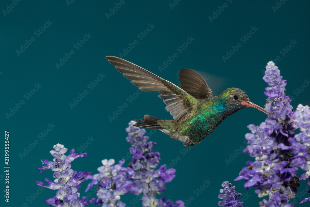 Fototapeta premium Broad-tailed hummingbird feeding on flowers
