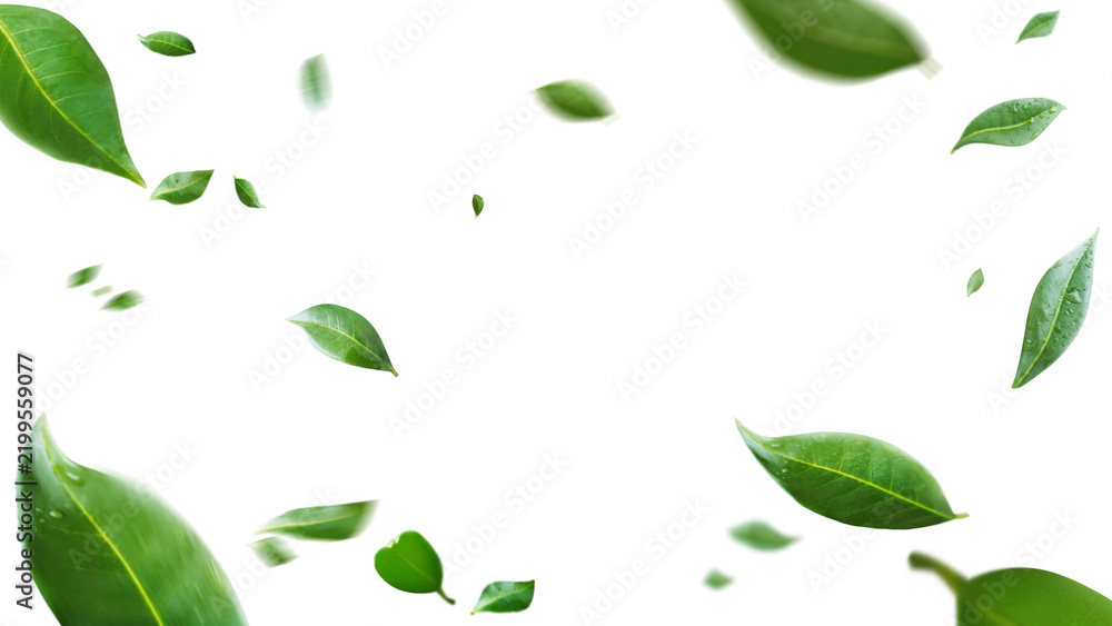 Obraz premium Flying green leaves on transparent free PNG background. Environment and ecology backdrop concept.