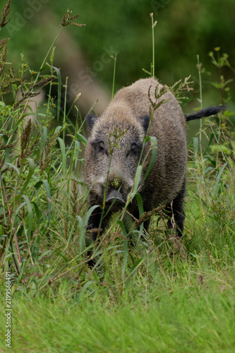 Wild boar walking through lush green grass in natural habitat