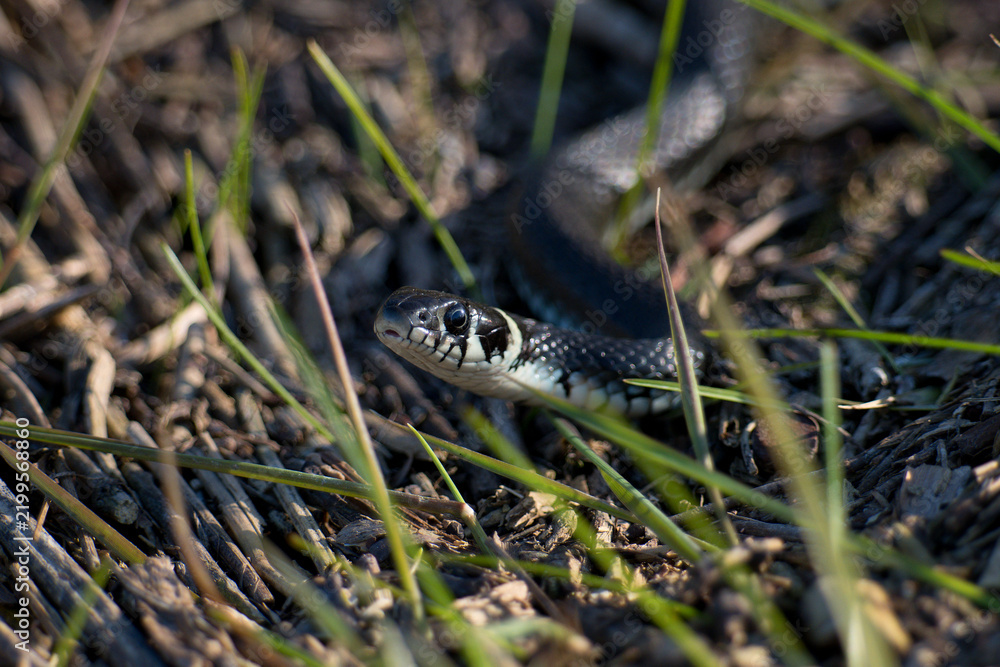 Fototapeta premium A grass snake lurking in the grass