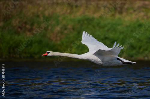 Принти на полотні Mute swan in flight over the Narew River in Poland.